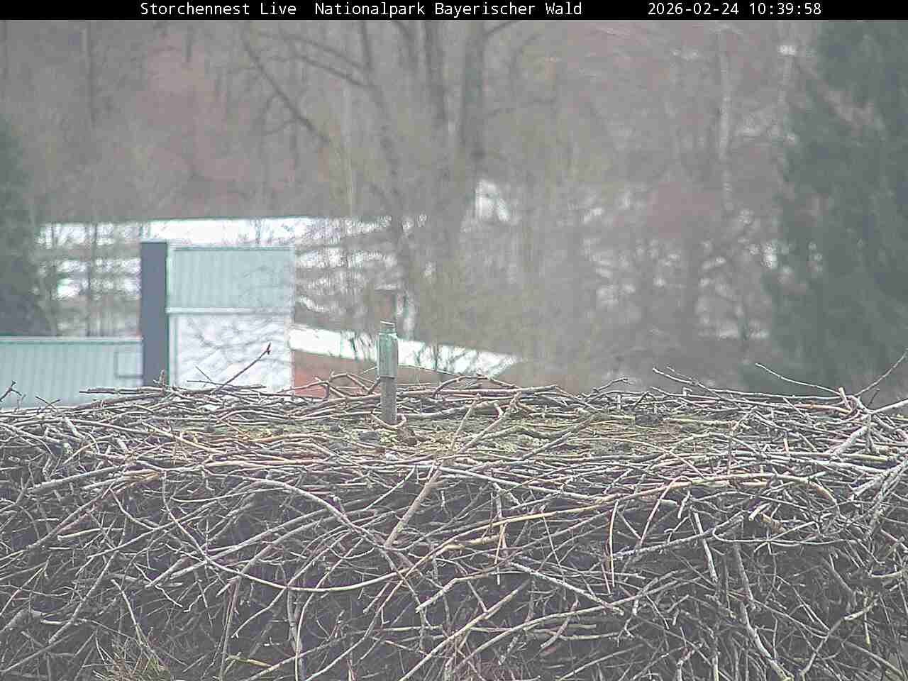 Archiv Foto Webcam Nationalpark Bayerischer Wald - Storchennest - Grafenau