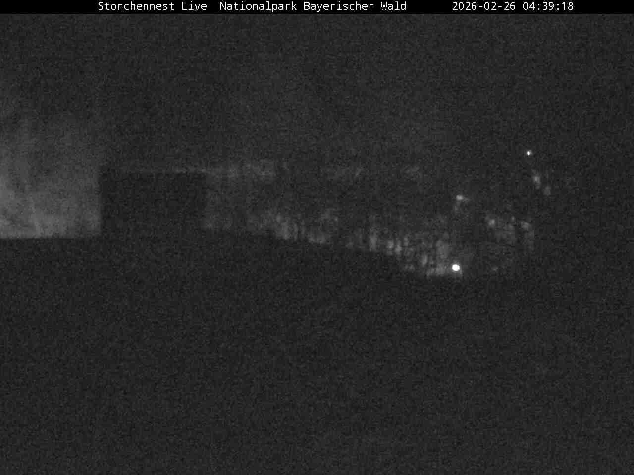 Archived image Webcam Bavarian Forest National Park - Stork Nest