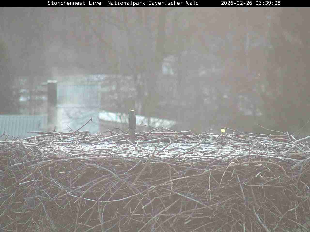 Archived image Webcam Bavarian Forest National Park - Stork Nest