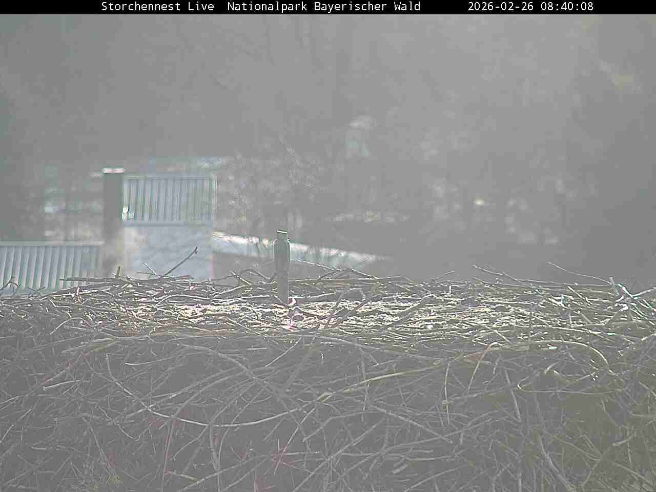 Archived image Webcam Bavarian Forest National Park - Stork Nest