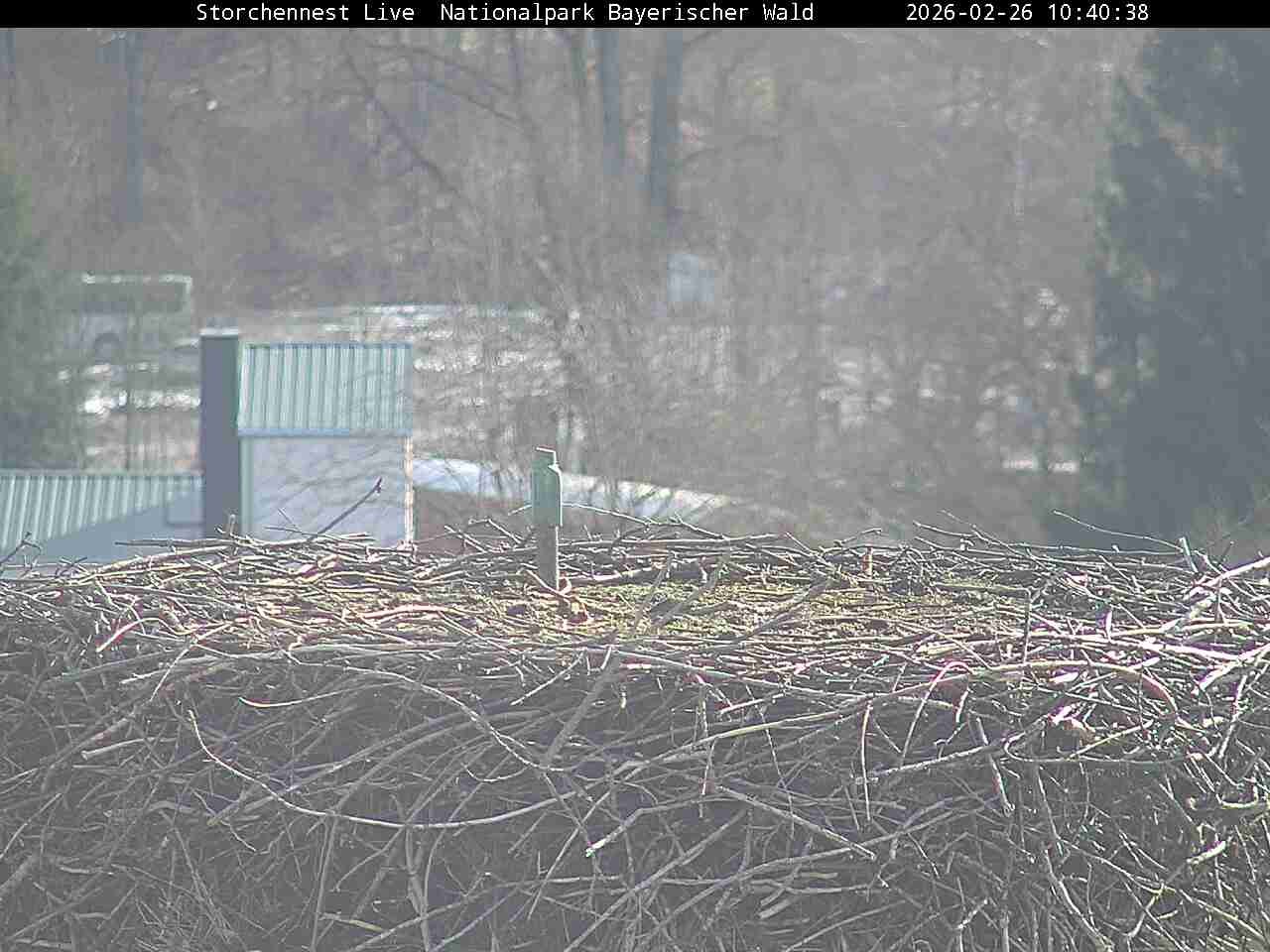 Archived image Webcam Bavarian Forest National Park - Stork Nest