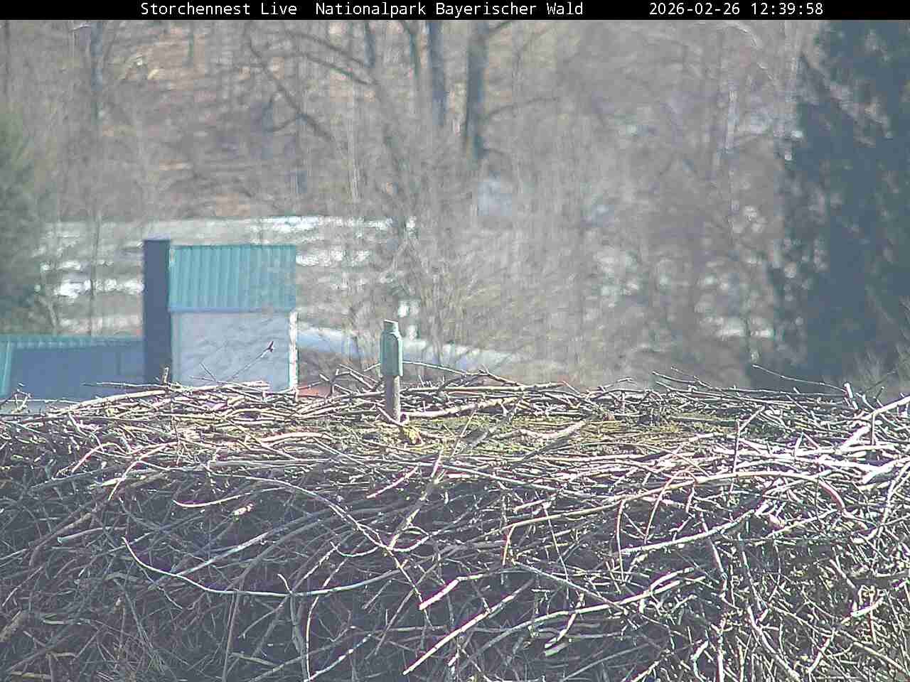 Archived image Webcam Bavarian Forest National Park - Stork Nest