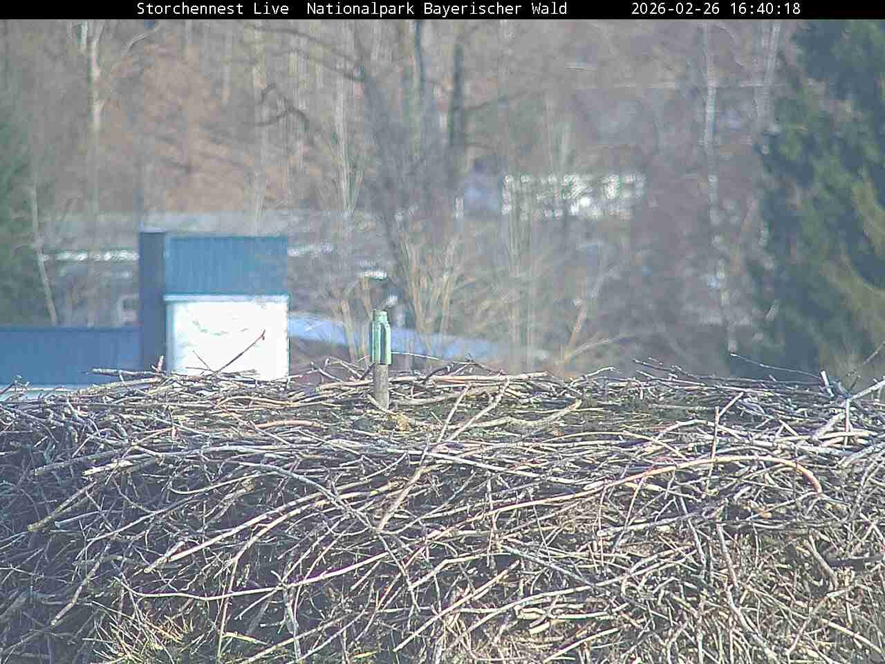 Archived image Webcam Bavarian Forest National Park - Stork Nest