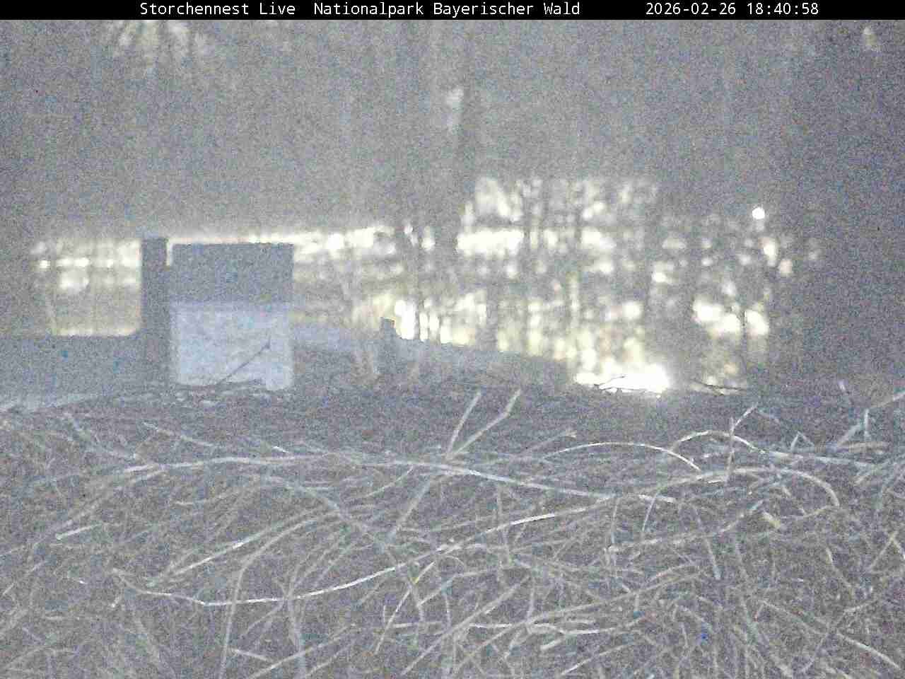 Archived image Webcam Bavarian Forest National Park - Stork Nest