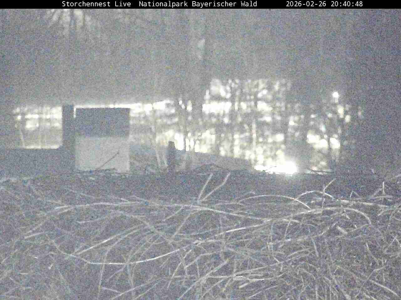 Archived image Webcam Bavarian Forest National Park - Stork Nest