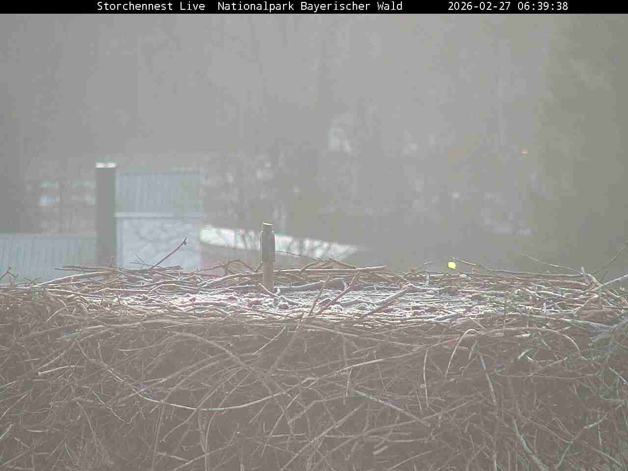 Archived image Webcam Bavarian Forest National Park - Stork Nest