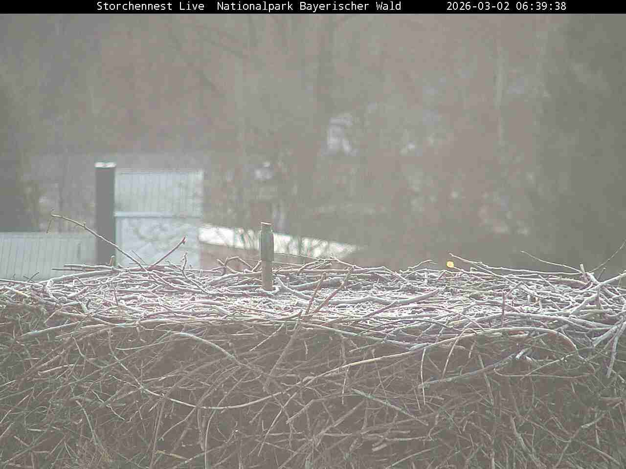 Archiv Foto Webcam Nationalpark Bayerischer Wald - Storchennest - Grafenau