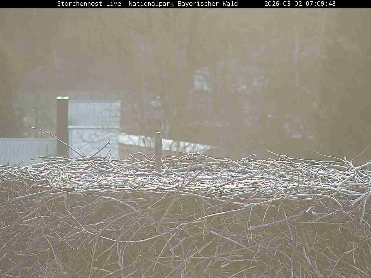 Archiv Foto Webcam Nationalpark Bayerischer Wald - Storchennest - Grafenau