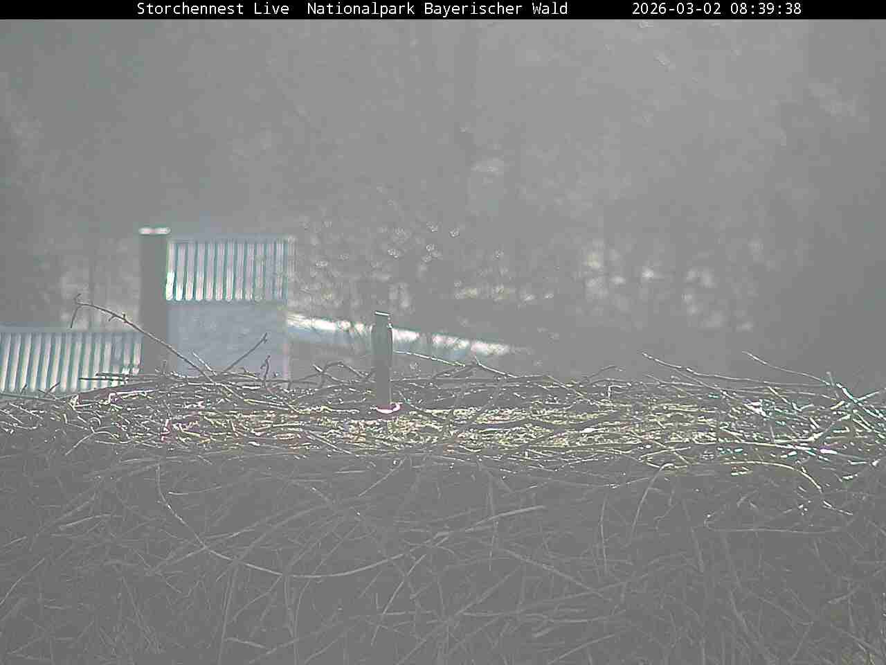 Archiv Foto Webcam Nationalpark Bayerischer Wald - Storchennest - Grafenau