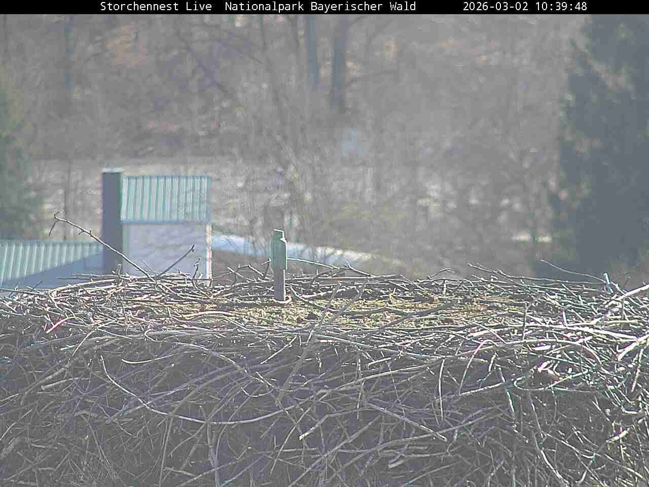 Archiv Foto Webcam Nationalpark Bayerischer Wald - Storchennest - Grafenau
