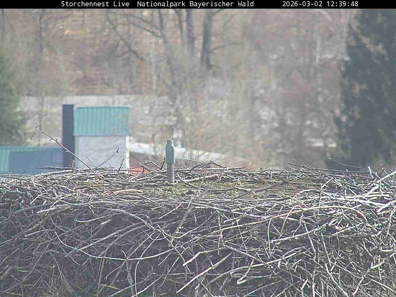 Archiv Foto Webcam Nationalpark Bayerischer Wald - Storchennest - Grafenau