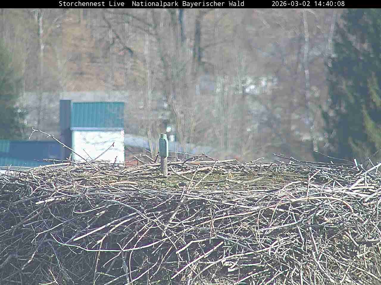 Archiv Foto Webcam Nationalpark Bayerischer Wald - Storchennest - Grafenau