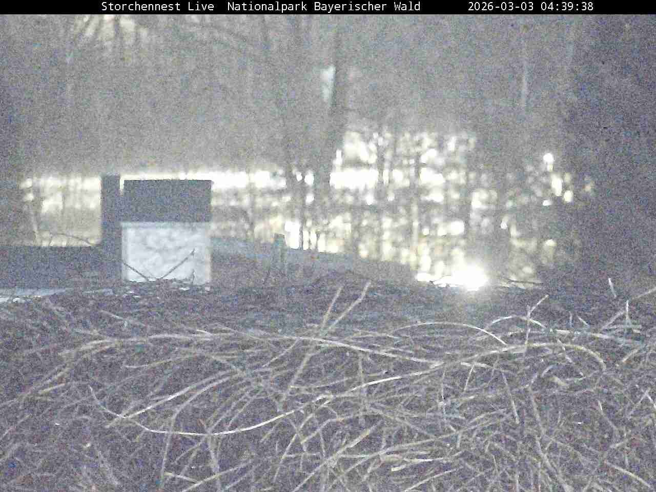 Archiv Foto Webcam Nationalpark Bayerischer Wald - Storchennest - Grafenau