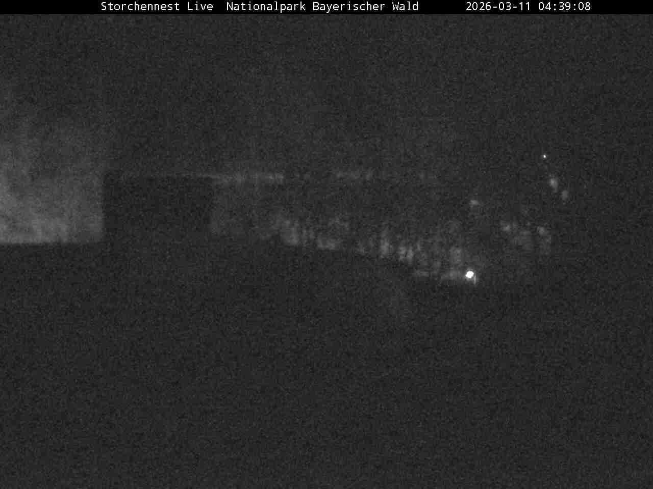 Archiv Foto Webcam Nationalpark Bayerischer Wald - Storchennest - Grafenau