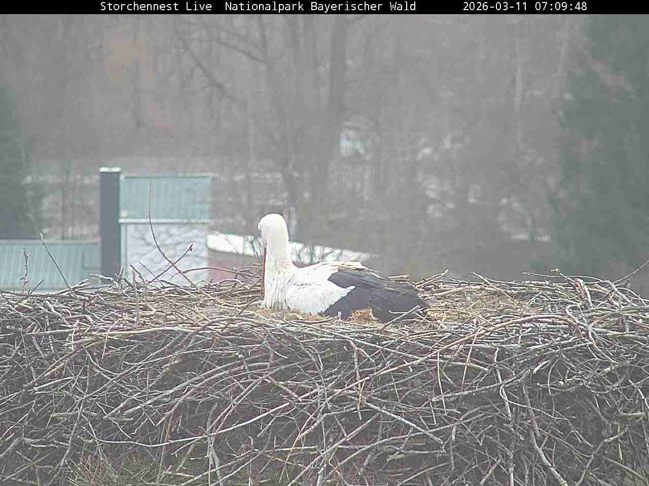 Archiv Foto Webcam Nationalpark Bayerischer Wald - Storchennest - Grafenau