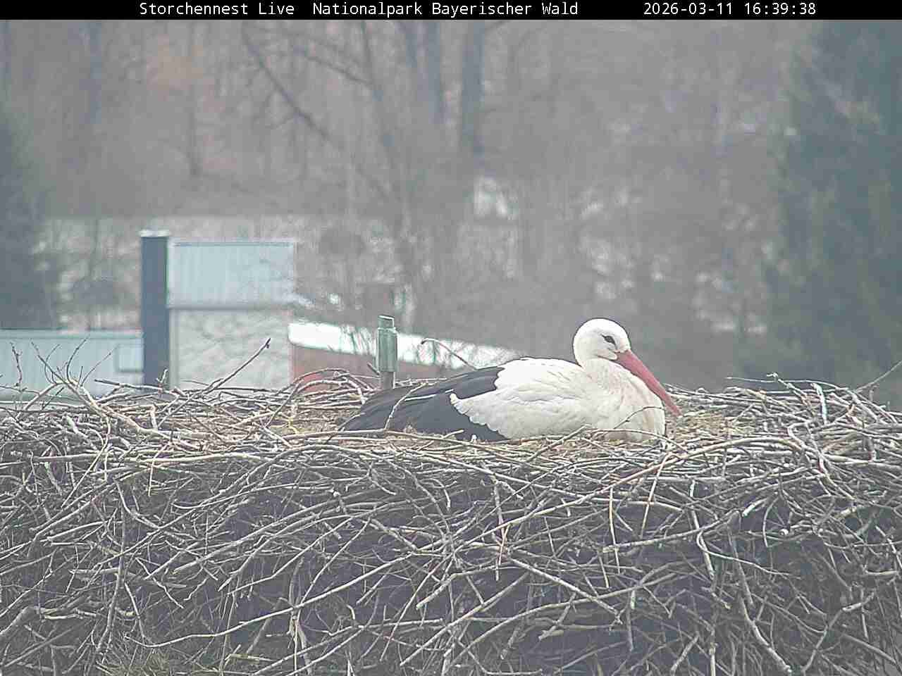 Archiv Foto Webcam Nationalpark Bayerischer Wald - Storchennest - Grafenau