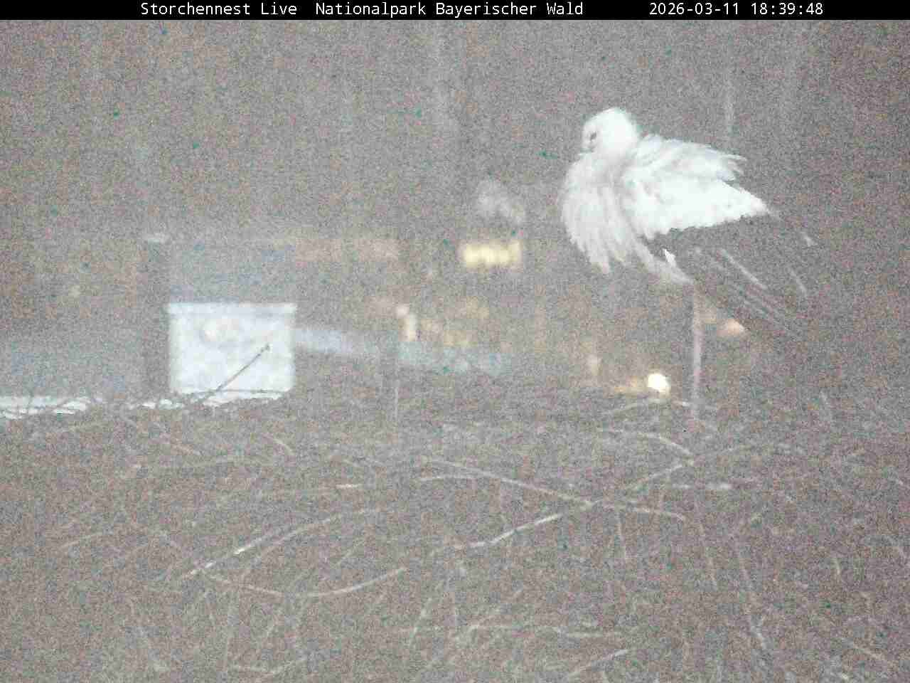 Archiv Foto Webcam Nationalpark Bayerischer Wald - Storchennest - Grafenau