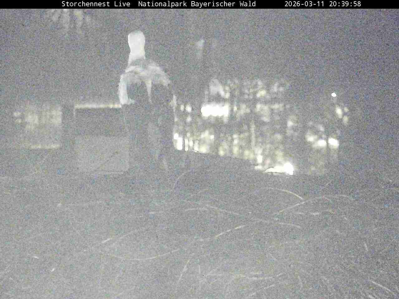 Archiv Foto Webcam Nationalpark Bayerischer Wald - Storchennest - Grafenau