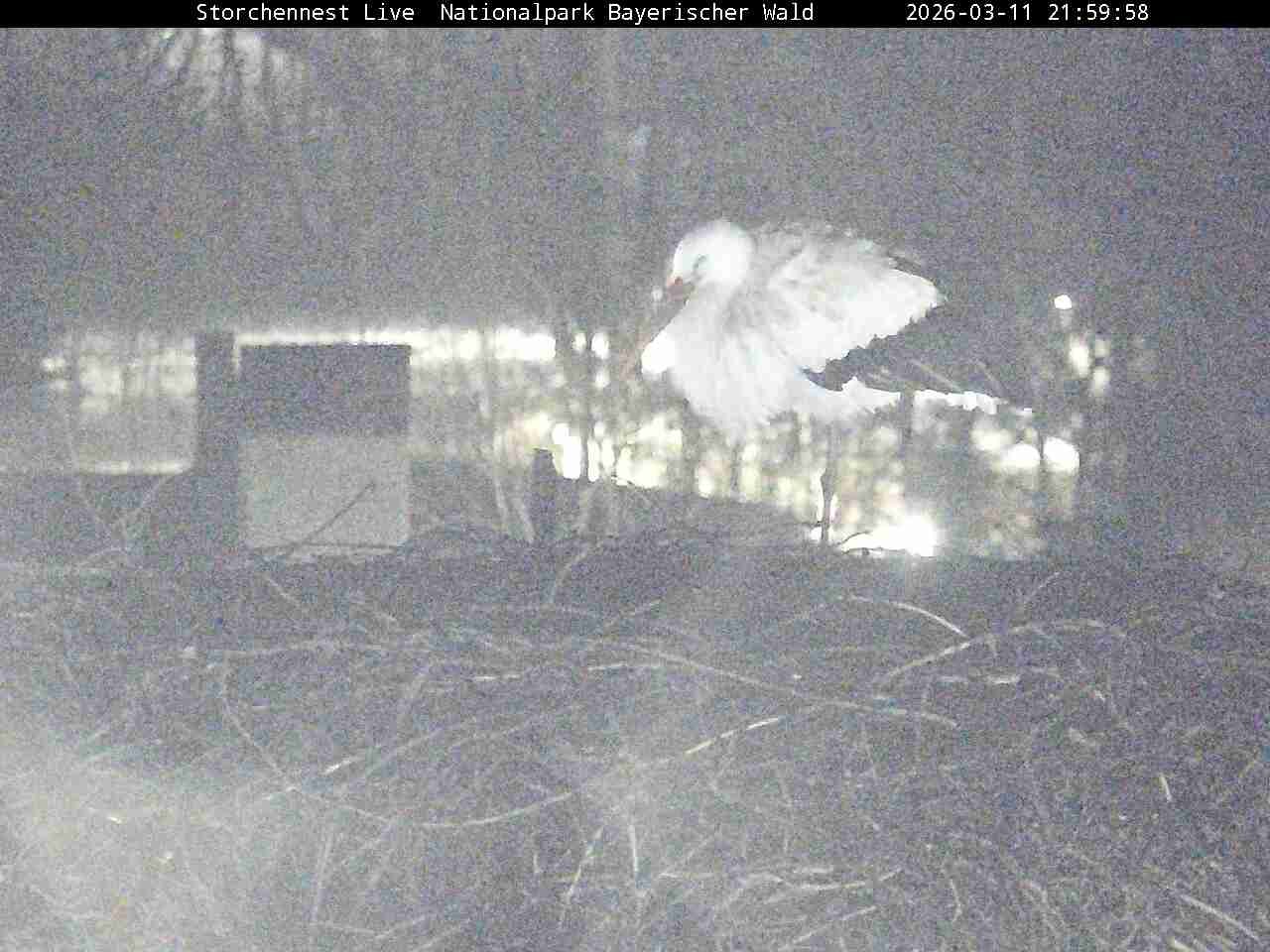 Archiv Foto Webcam Nationalpark Bayerischer Wald - Storchennest - Grafenau