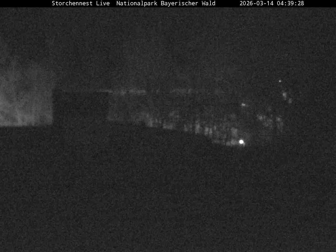 Archived image Webcam Bavarian Forest National Park - Stork Nest