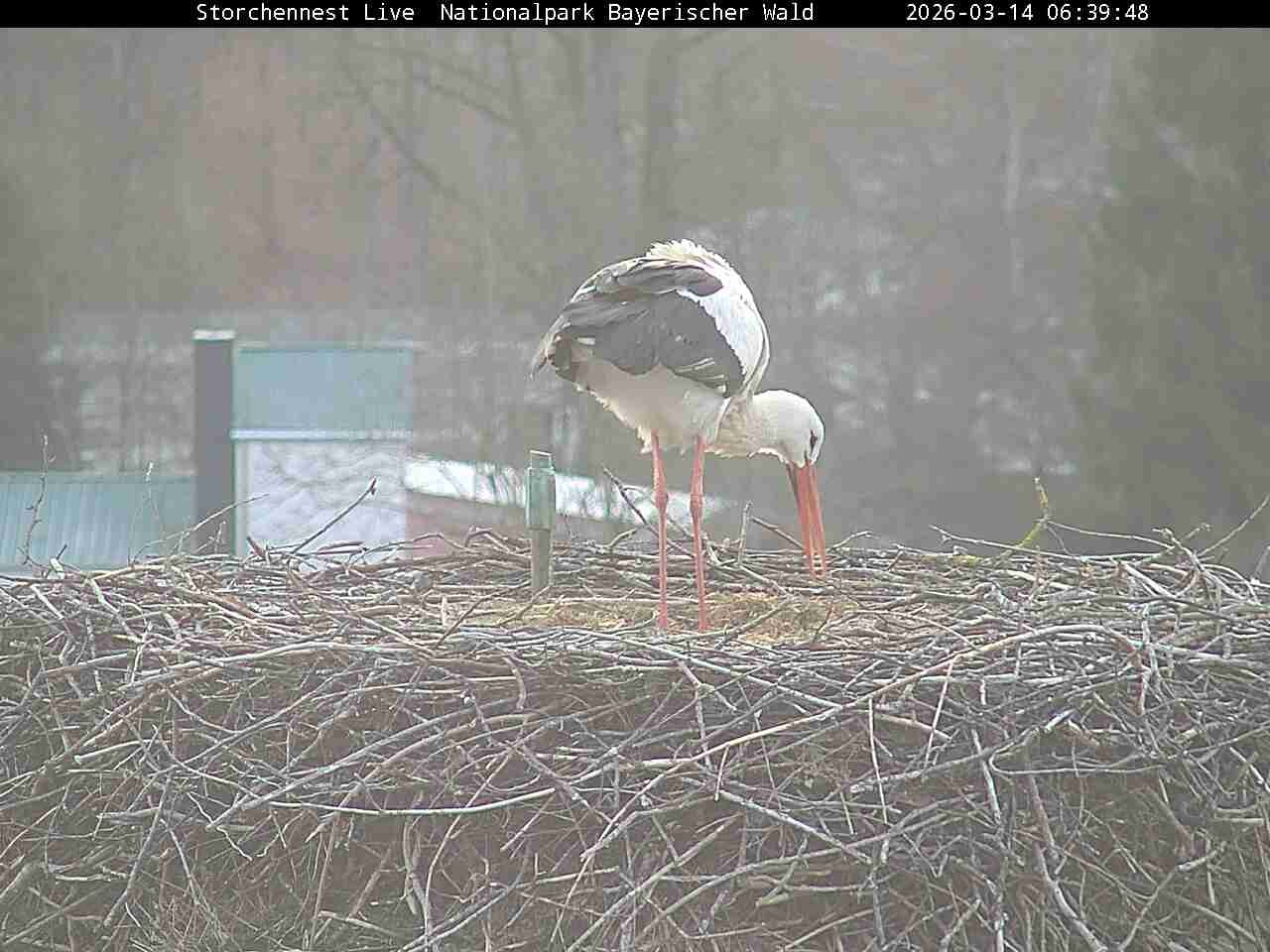 Archived image Webcam Bavarian Forest National Park - Stork Nest