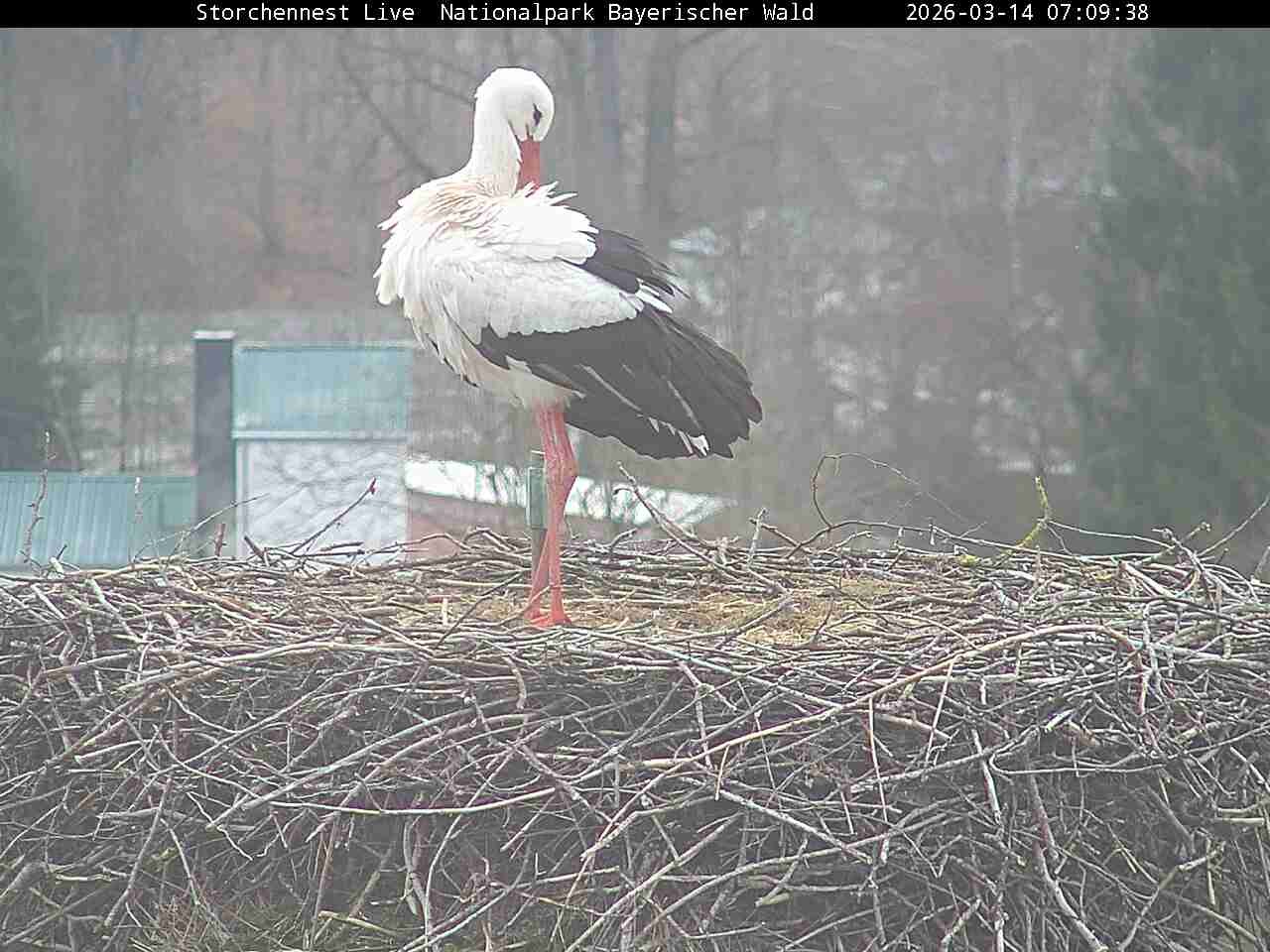 Archived image Webcam Bavarian Forest National Park - Stork Nest