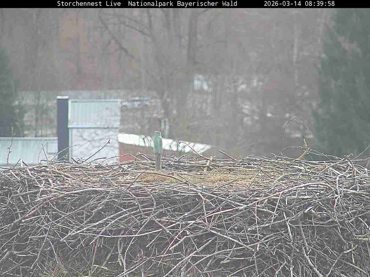 Archived image Webcam Bavarian Forest National Park - Stork Nest