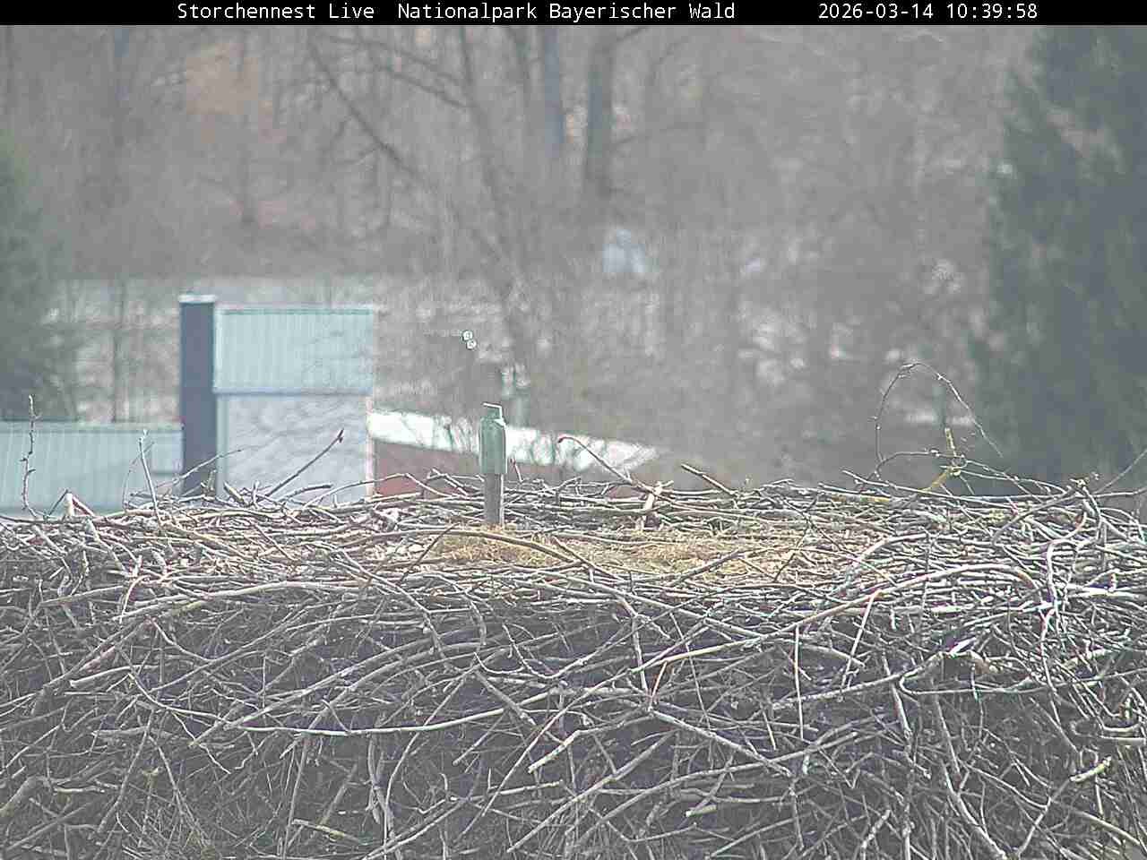 Archived image Webcam Bavarian Forest National Park - Stork Nest