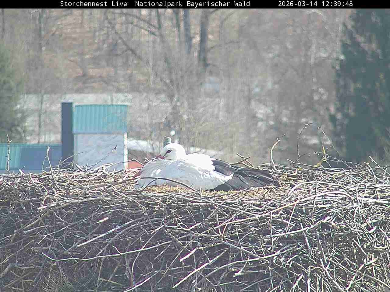 Archived image Webcam Bavarian Forest National Park - Stork Nest