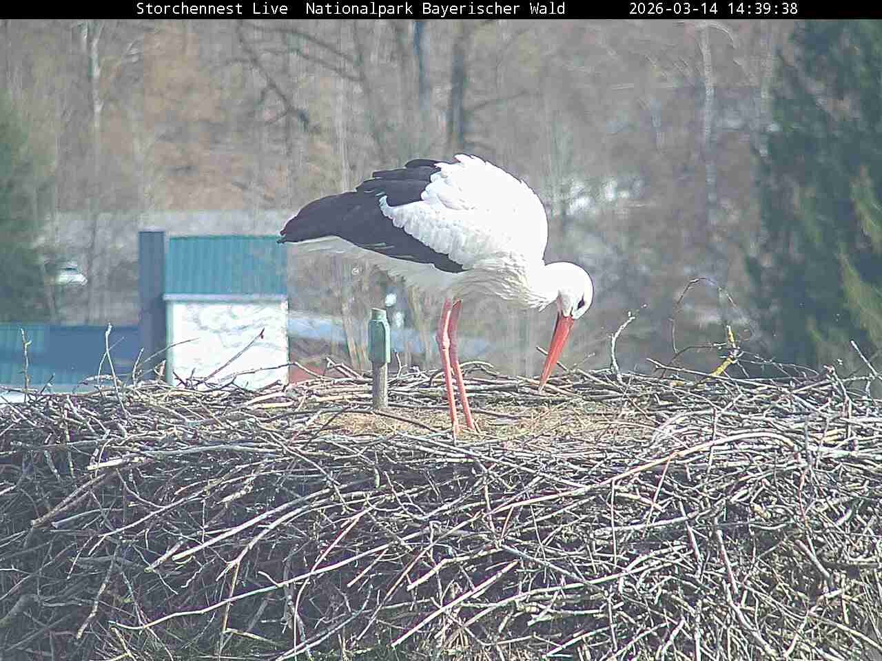Archived image Webcam Bavarian Forest National Park - Stork Nest