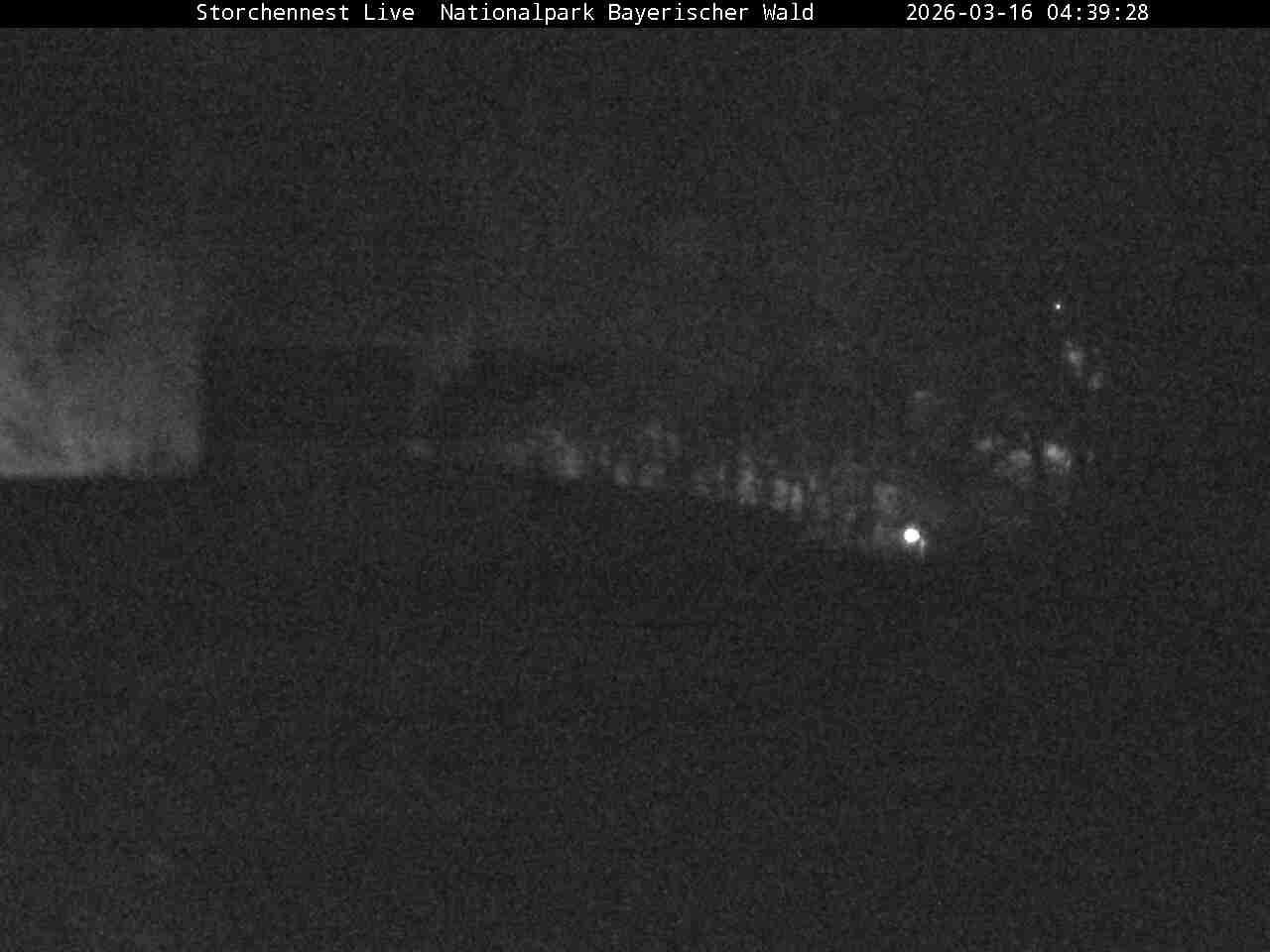 Archiv Foto Webcam Nationalpark Bayerischer Wald - Storchennest - Grafenau