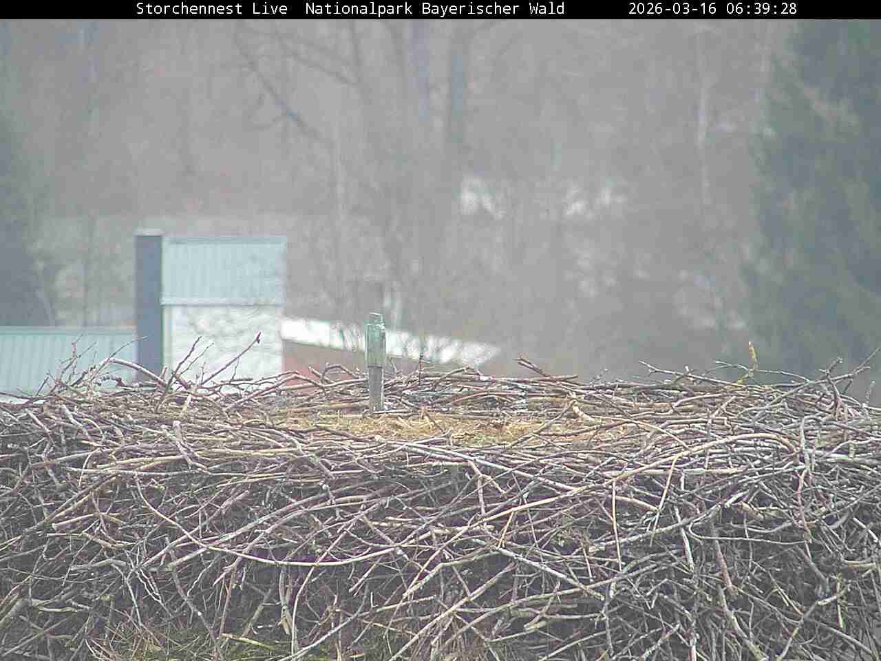 Archiv Foto Webcam Nationalpark Bayerischer Wald - Storchennest - Grafenau