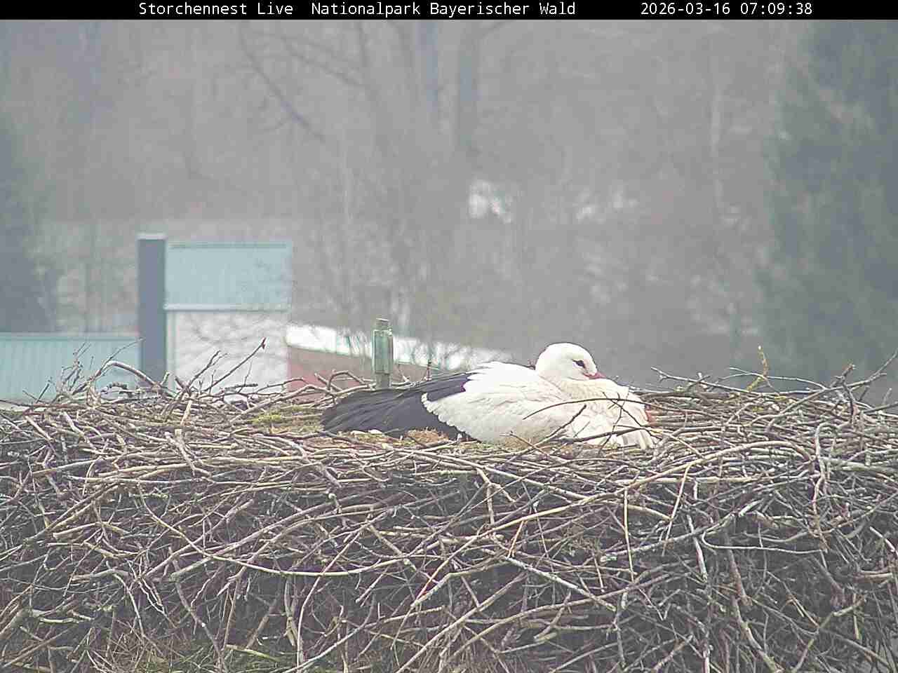 Archiv Foto Webcam Nationalpark Bayerischer Wald - Storchennest - Grafenau