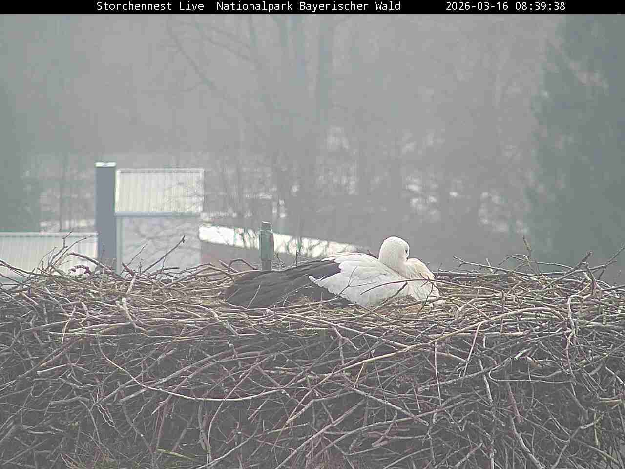 Archiv Foto Webcam Nationalpark Bayerischer Wald - Storchennest - Grafenau