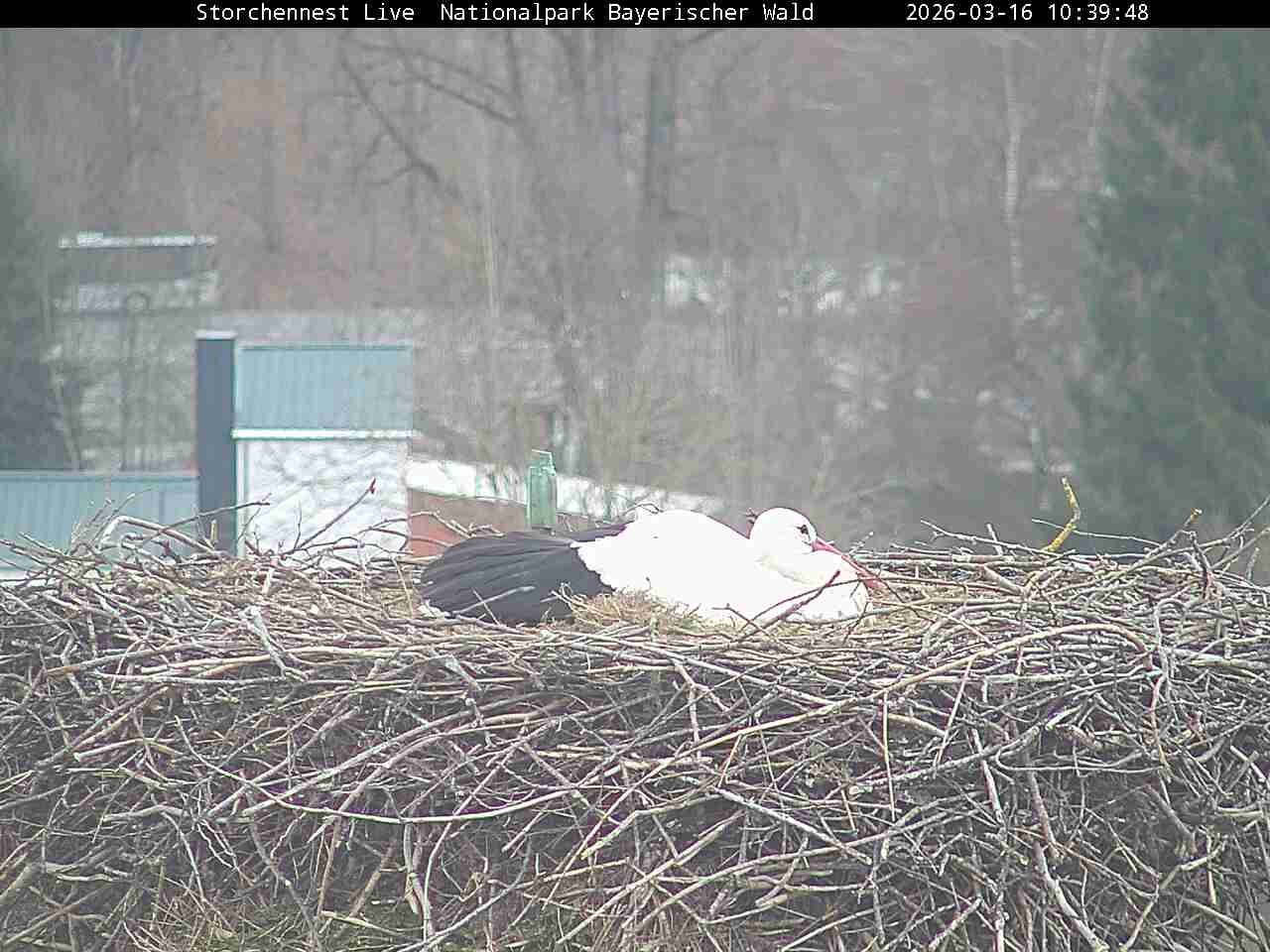 Archiv Foto Webcam Nationalpark Bayerischer Wald - Storchennest - Grafenau