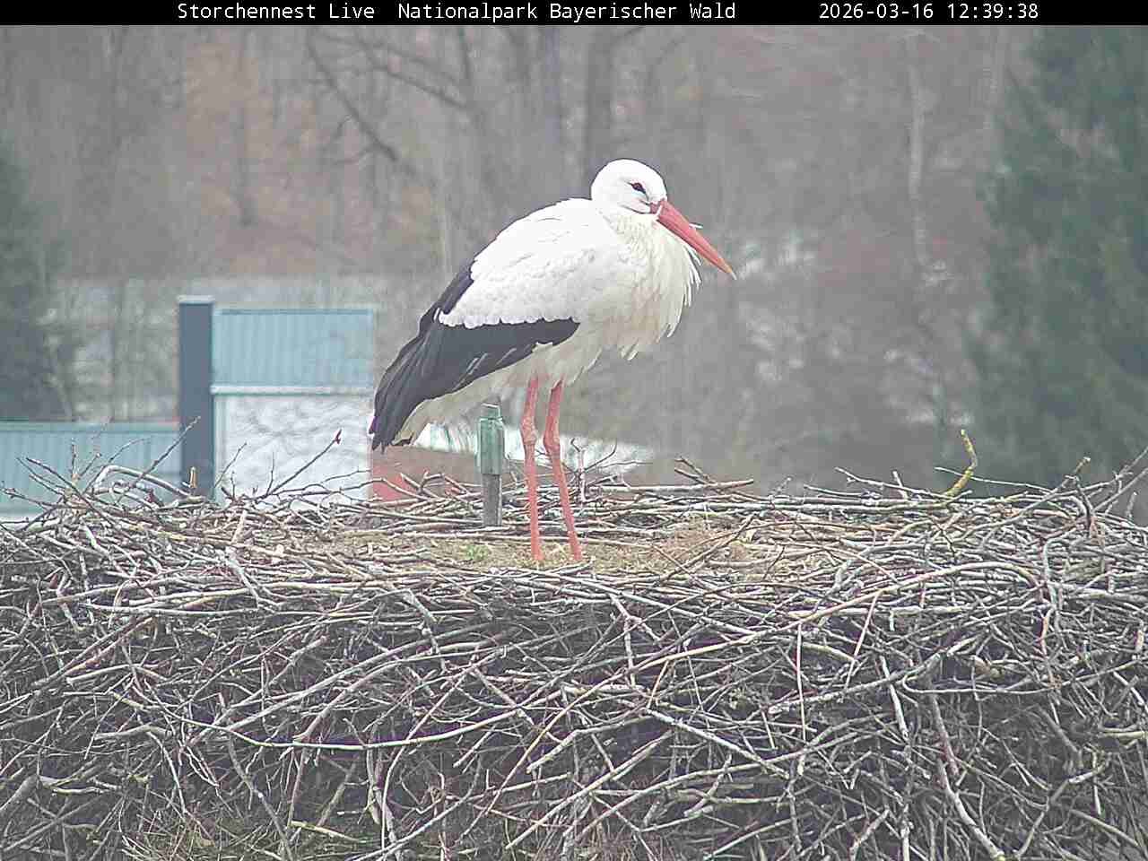 Archiv Foto Webcam Nationalpark Bayerischer Wald - Storchennest - Grafenau