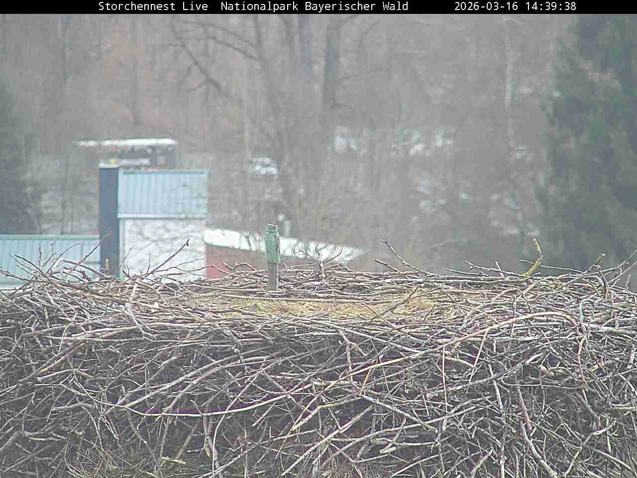 Archiv Foto Webcam Nationalpark Bayerischer Wald - Storchennest - Grafenau