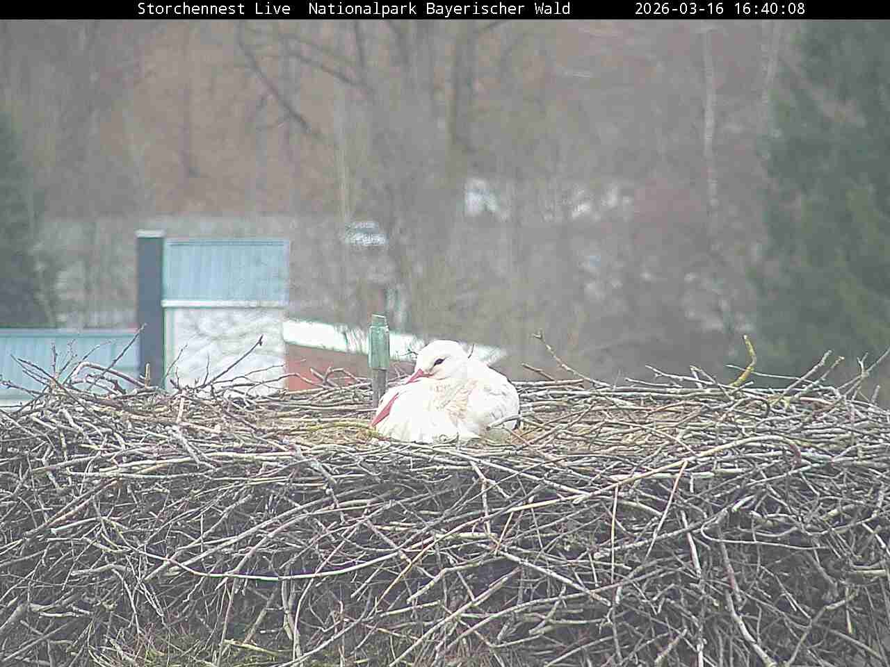 Archiv Foto Webcam Nationalpark Bayerischer Wald - Storchennest - Grafenau