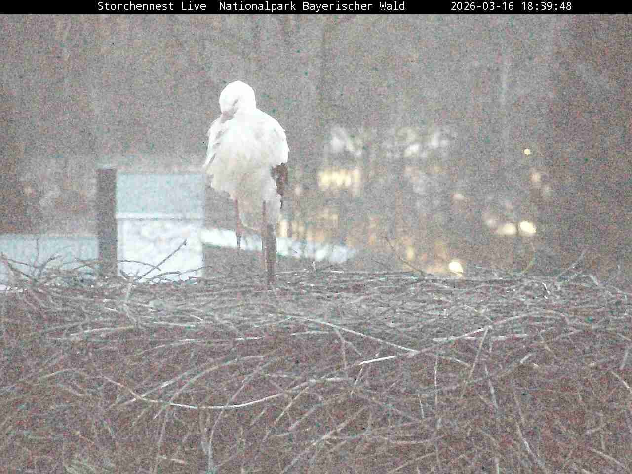 Archiv Foto Webcam Nationalpark Bayerischer Wald - Storchennest - Grafenau