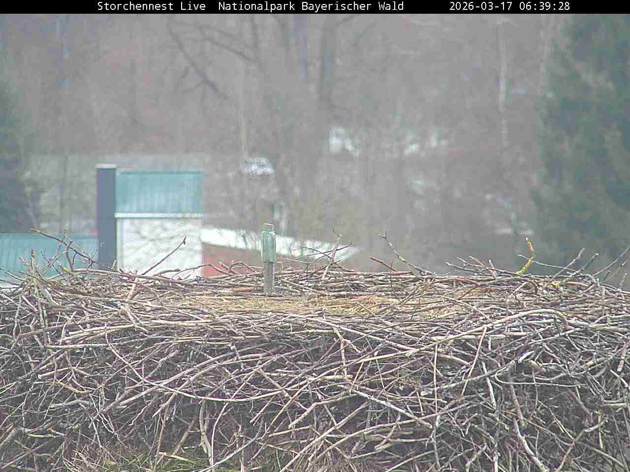 Archiv Foto Webcam Nationalpark Bayerischer Wald - Storchennest - Grafenau