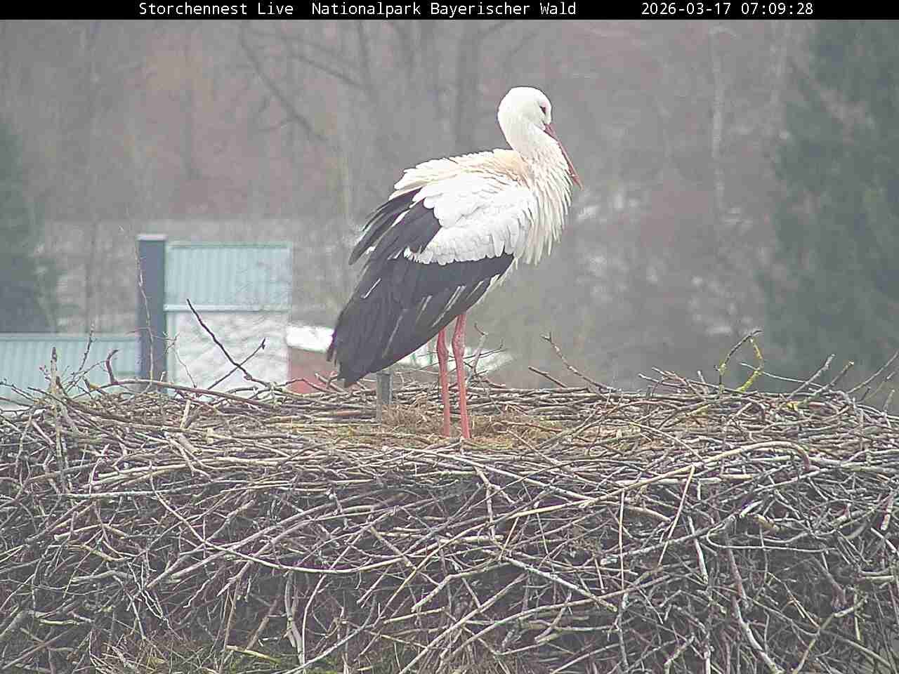 Archiv Foto Webcam Nationalpark Bayerischer Wald - Storchennest - Grafenau