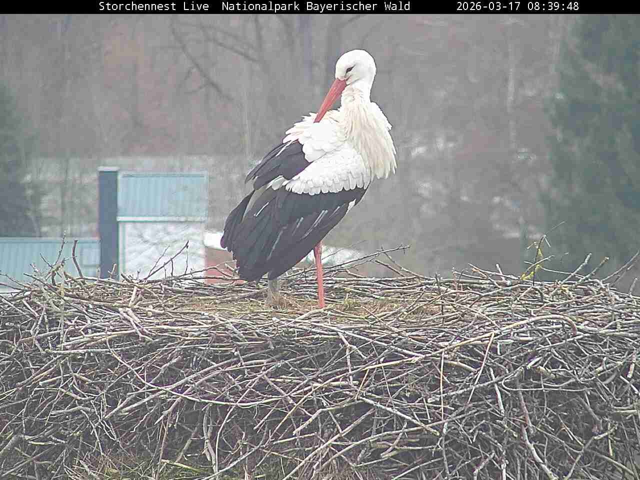 Archiv Foto Webcam Nationalpark Bayerischer Wald - Storchennest - Grafenau