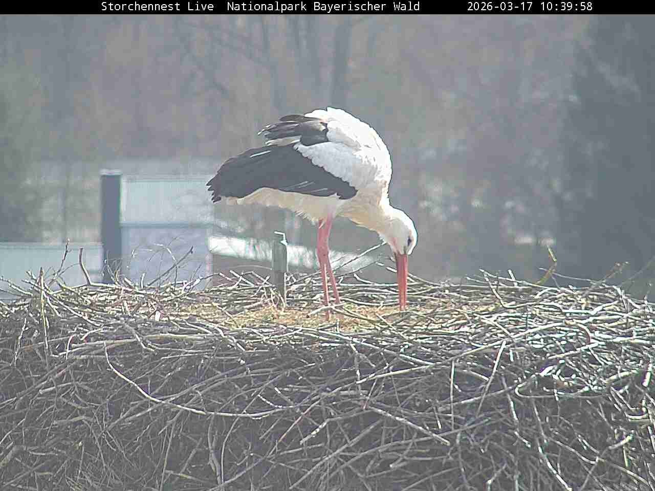 Archiv Foto Webcam Nationalpark Bayerischer Wald - Storchennest - Grafenau