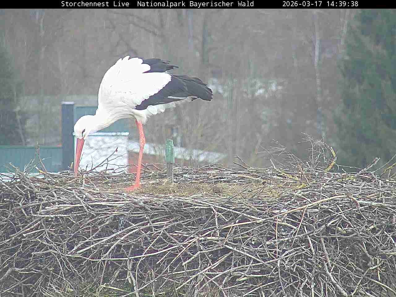 Archiv Foto Webcam Nationalpark Bayerischer Wald - Storchennest - Grafenau