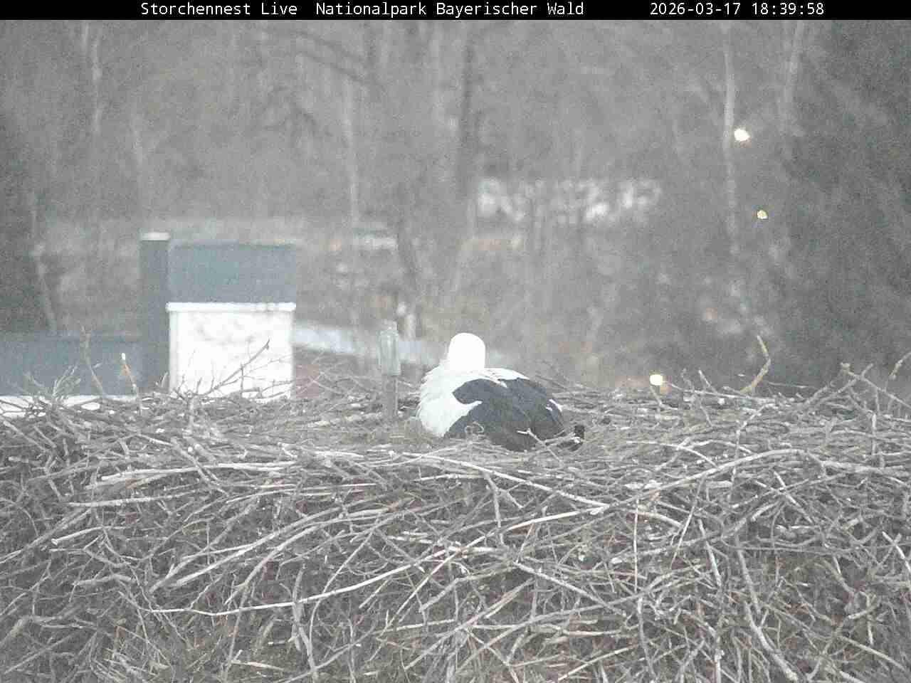 Archiv Foto Webcam Nationalpark Bayerischer Wald - Storchennest - Grafenau