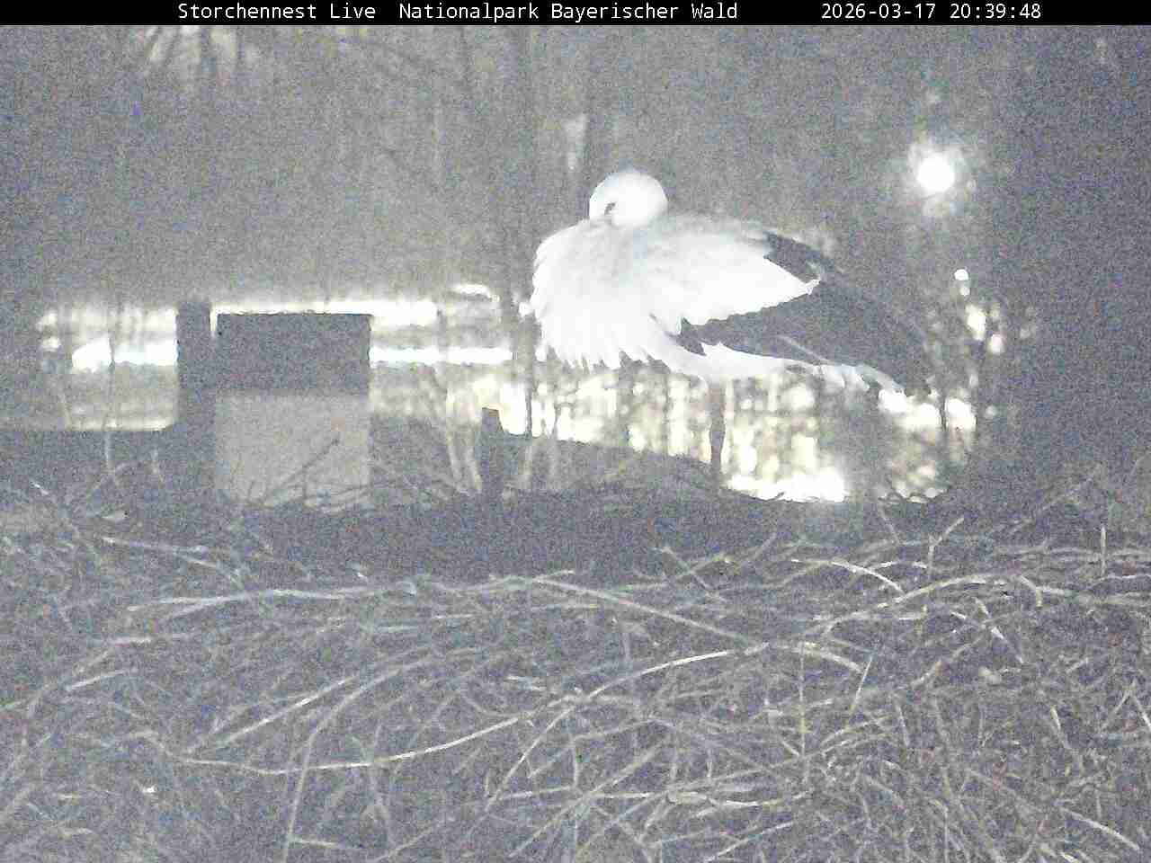 Archiv Foto Webcam Nationalpark Bayerischer Wald - Storchennest - Grafenau