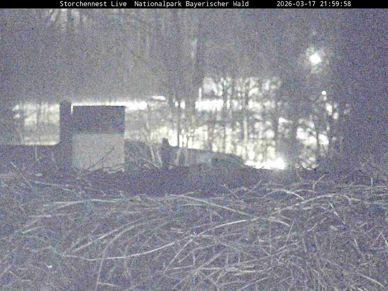 Archiv Foto Webcam Nationalpark Bayerischer Wald - Storchennest - Grafenau