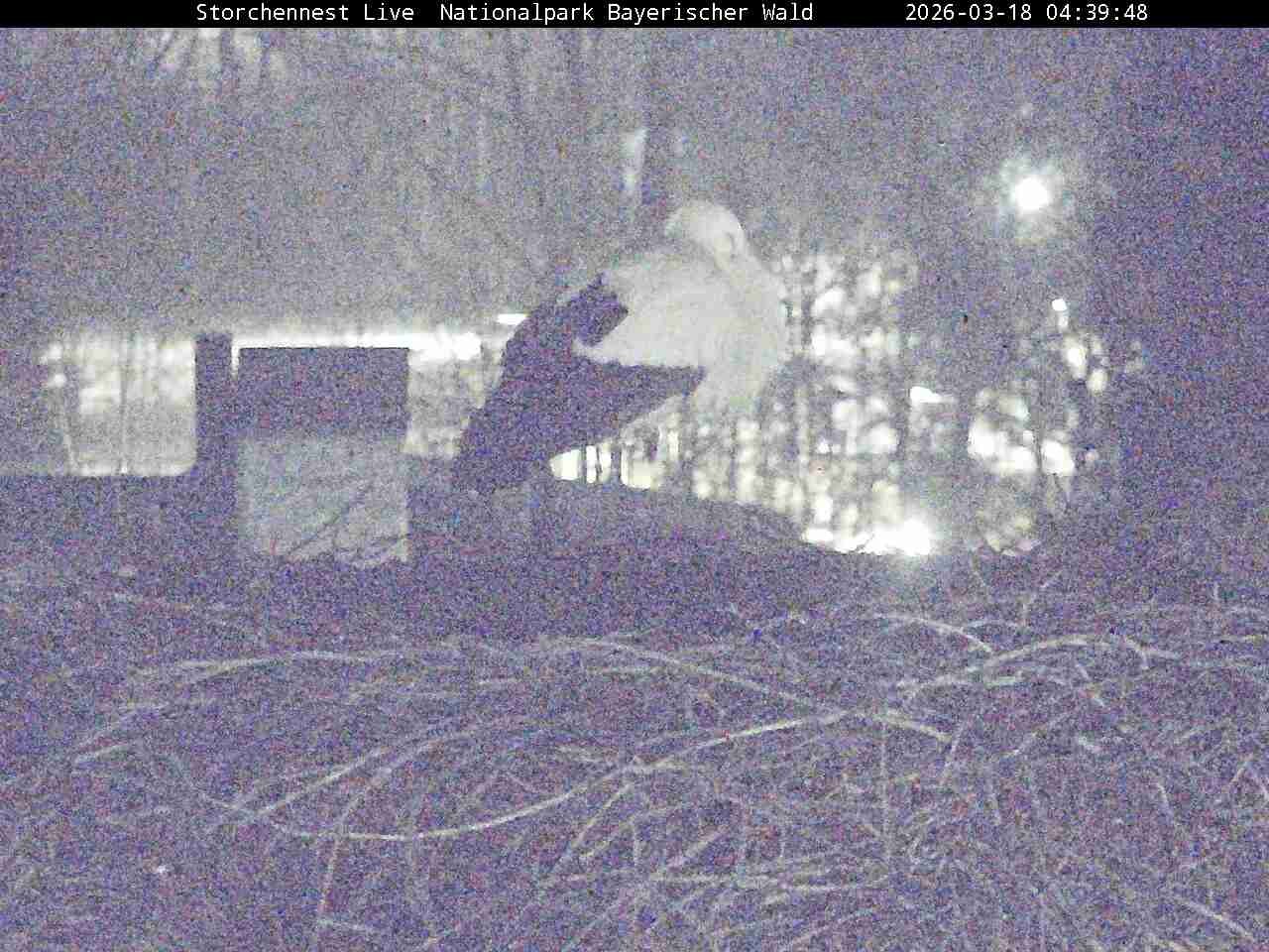 Archiv Foto Webcam Nationalpark Bayerischer Wald - Storchennest - Grafenau