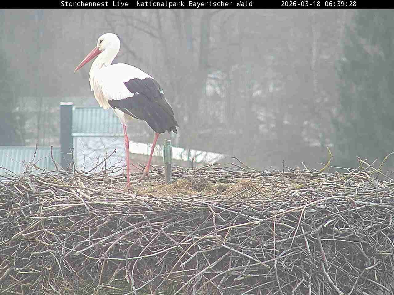 Archiv Foto Webcam Nationalpark Bayerischer Wald - Storchennest - Grafenau