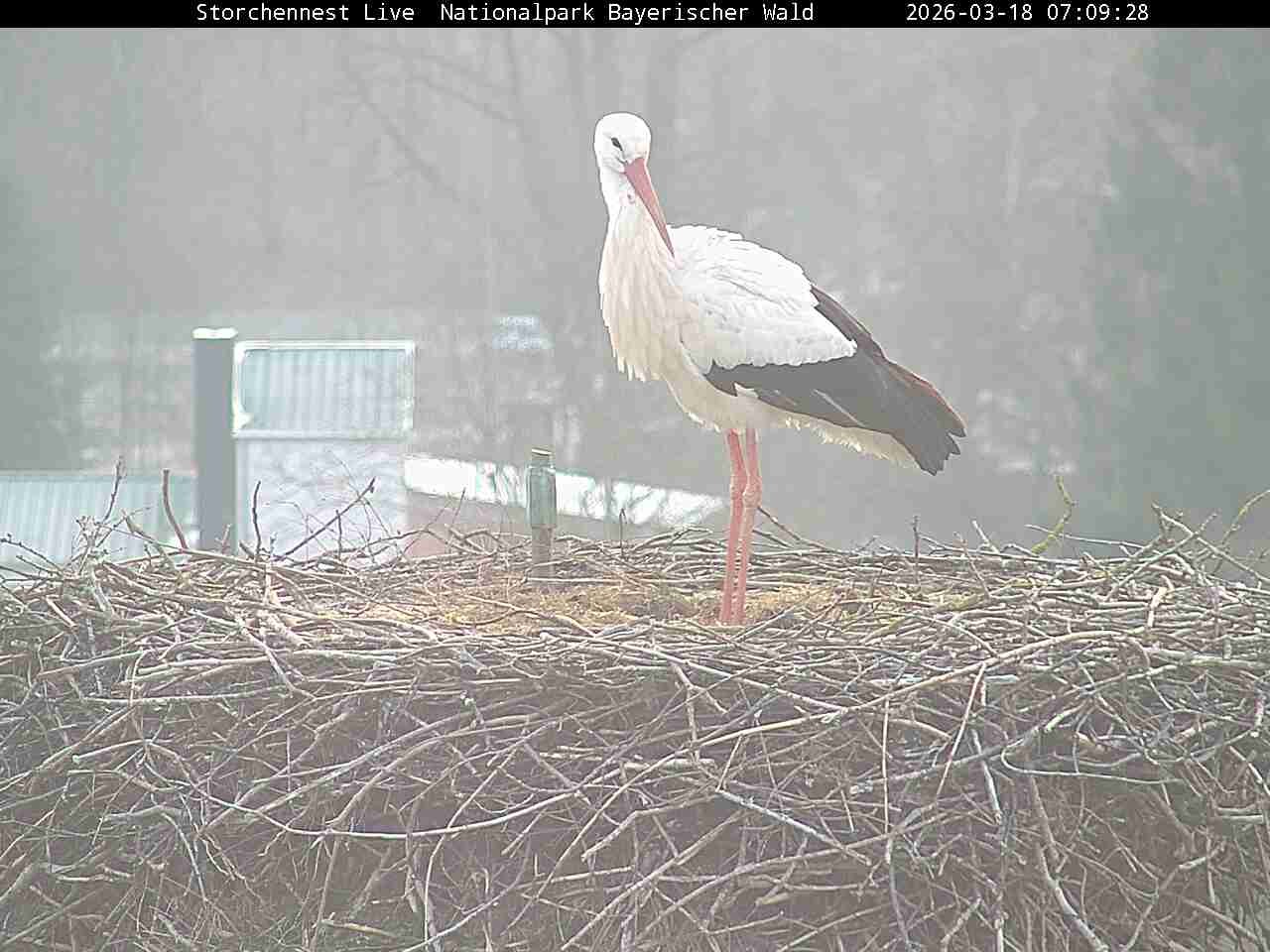 Archiv Foto Webcam Nationalpark Bayerischer Wald - Storchennest - Grafenau